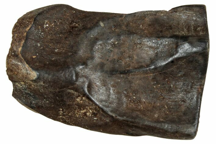 Fossil Triceratops Shed Tooth - Montana #350680